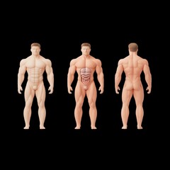 Obraz premium A three-dimensional model of a male human body displaying muscular anatomy, viewed from the front, side, and back.