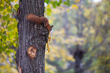 A squirrel runs up a tree with a banana peel in its teeth.