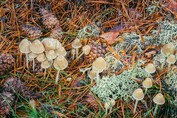 Wild Mushrooms Growing Among Pine Needles and Lichen in Urbion Mountains Forest