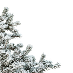 snow covered branches