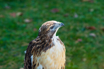 full facial view of red-tailed hawk or buteo jamaicensis bird isolated against green