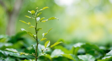 Growth Trees concept Coffee bean seedlings nature background Beautiful green.