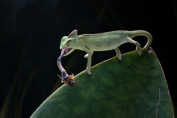 Baby veiled chameleon catching a prey