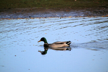 duck on the water