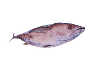 Mackerel tuna Fish or ikan tongkol Fish isolated on white background