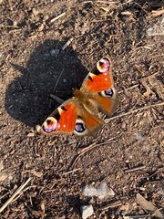 Close-up of a vibrant European Peacock butterfly resting on dry soil, showing its intricate wing pattern and vivid colors.

