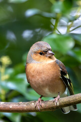 Male Chaffinch (Fringilla coelebs) – Commonly found in woodlands and parks, spotted at Father Collins Park, Dublin