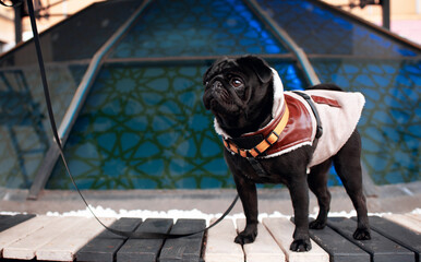 The black pug is dressed in warm clothes. The dog is standing on the bench. It has a collar and a...