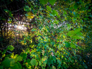 Sonnenstrahlen zwischen den Blättern