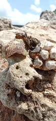 Cangkang kerang dan rumput laut diatas karang