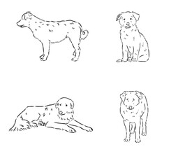 aidi dog, vector sketch outline pencil drawing artwork, black character on white background