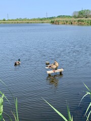 Wild ducks swim in the lake. Wildlife. A family of swimming birds. Idea for photo wallpaper