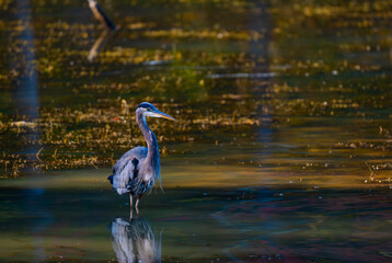 Great blue heron standing still in water, Chickamauga Lake, Harrison Bay State Park, Tennessee