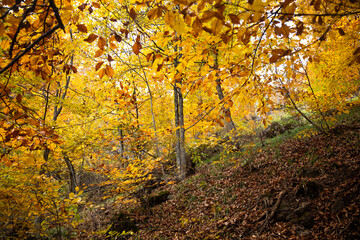 autumn in the forest.beautiful autumn in Armenia