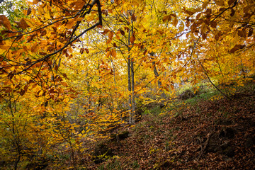 autumn in the forest.beautiful autumn in Armenia