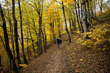 Obraz premium autumn in the forest.beautiful autumn in Armenia