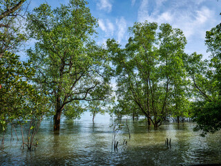 Mangrove de palétuviers sur l'île Koh Yao Noi en Thaïlande