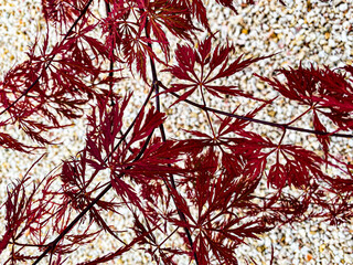 red autumn leaves background