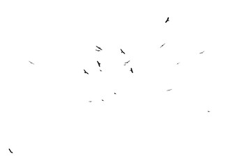 A flock of birds in flight isolated on a white background