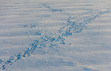 A snow covered field with tracks in the snow