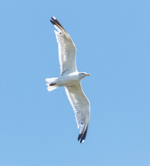 A white bird is flying in the sky