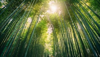 A view up through a lush bamboo forest, sunlight filtering through the leaves.