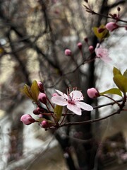Cherry blossoms Madrid