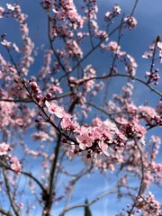 Cherry blossoms