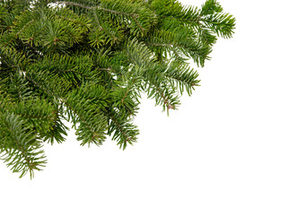 Christmas tree branch isolated on white transparent, Xmas spruce, green fir pine twig, PNG.	