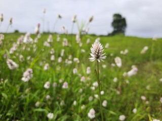 Fototapeta premium meadow with dandelions.