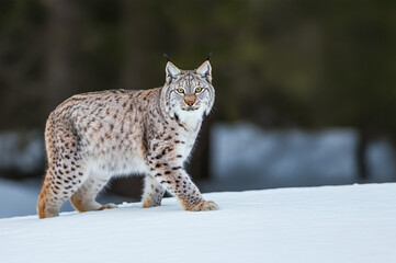 Fototapeta premium A lynx walking in the snow.