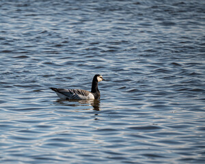 Water birds in freedom in a natural park in autumn