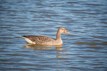 Water birds in freedom in a natural park in autumn