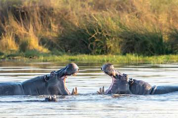 Two hippopotamus (Hippopotamus amphibius), hippos with a wide open mouth fighting, Moremi game reserve, Okavango delta, Botswana, Africa