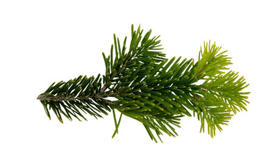 Christmas pine tree twig isolated on white transparent. Xmas green fir spruce branch closeup