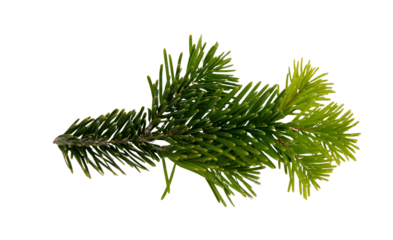 Christmas pine tree twig isolated on white transparent. Xmas green fir spruce branch closeup