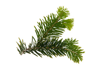 Christmas pine tree twig isolated on white transparent. Xmas green fir spruce branch closeup