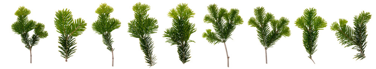 Christmas pine tree branch collage, Xmas green fir spruce twig isolated on white transparent. 