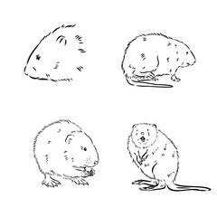 muskrat, vector sketch. Field mice isolated on white background.