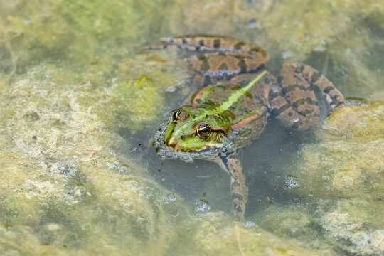 Une grenouille verte dans une mare pleine d'algues au printemps