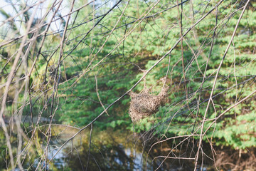 bird's nest made of twigs and other natural materials, hanging from a thin branch of a tree. The background consists of green foliage and blurred trees, indicating a natural outdoor setting.