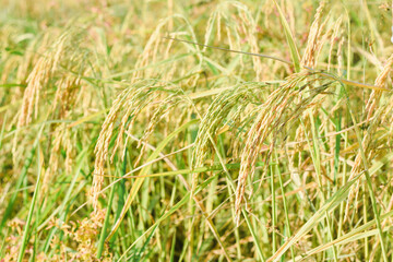 Close-up of rice ears in a field