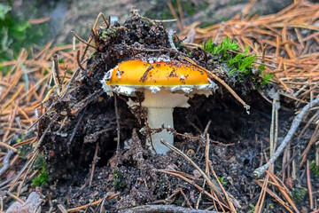 side view of a young yellow toadstool still covered with forest soil 