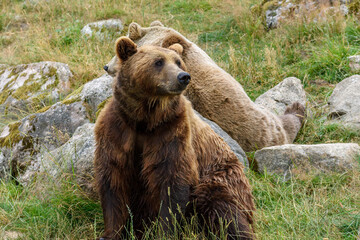 A brown bear is positioned in the foreground, while another rests in the background among the lush grass and stones, enjoying a peaceful moment in their habitat