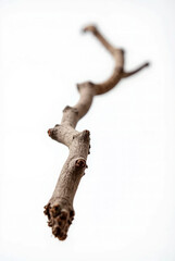 Fototapeta premium Detailed Texture of Weathered Wood Branch