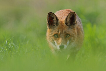 Lis rudy, lis pospolity (Vulpes vulpes) © Bartosz Rakoczy