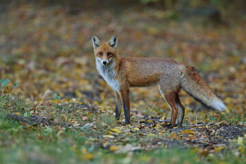 Lis rudy, lis pospolity (Vulpes vulpes) © Bartosz Rakoczy