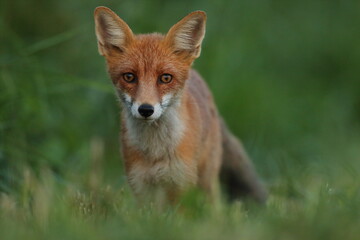 Lis rudy, lis pospolity (Vulpes vulpes) © Bartosz Rakoczy