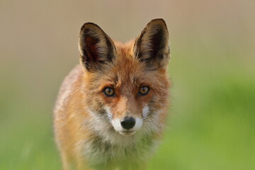 Lis rudy, lis pospolity (Vulpes vulpes) © Bartosz Rakoczy