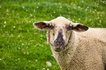 Schaf -Portrait eines Tieres